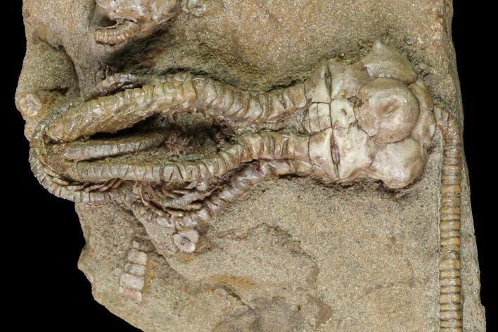 Fossil Crinoid (Jimbacrinus) - Gascoyne Junction, Australia #146165